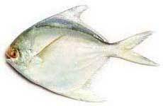Manufacturers Exporters and Wholesale Suppliers of Chilled Fishes Chennai Tamil Nadu